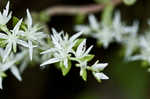 Woodland stonecrop